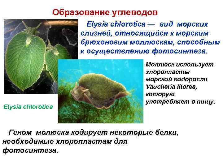 Образование углеводов Elysia chlorotica — вид морских слизней, относящийся к морским брюхоногим моллюскам, способным