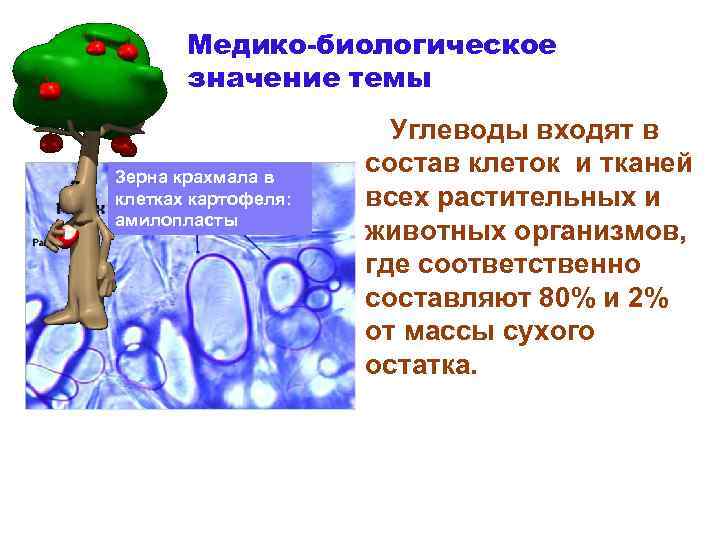 Медико-биологическое значение темы Зерна крахмала в клетках картофеля: амилопласты Углеводы входят в состав клеток