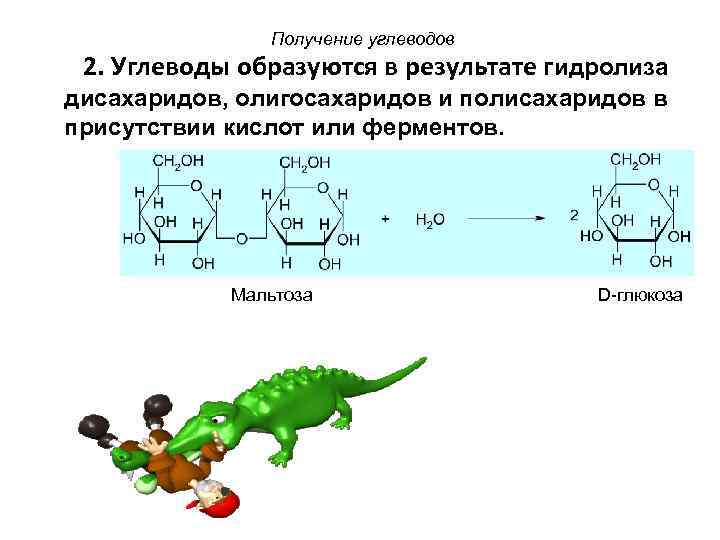 Получение углеводов 2. Углеводы образуются в результате гидролиза дисахаридов, олигосахаридов и полисахаридов в присутствии
