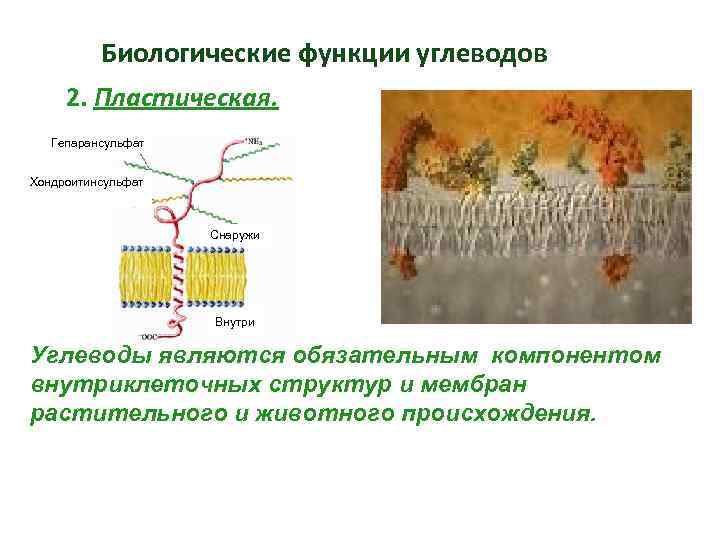 Биологические функции углеводов 2. Пластическая. Гепарансульфат Хондроитинсульфат Снаружи Внутри Углеводы являются обязательным компонентом внутриклеточных