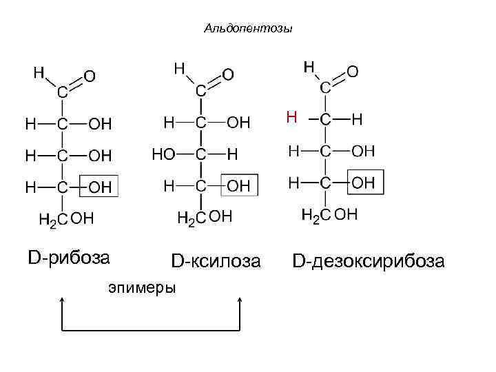 Альдопентозы H D-рибоза D-ксилоза эпимеры D-дезоксирибоза 