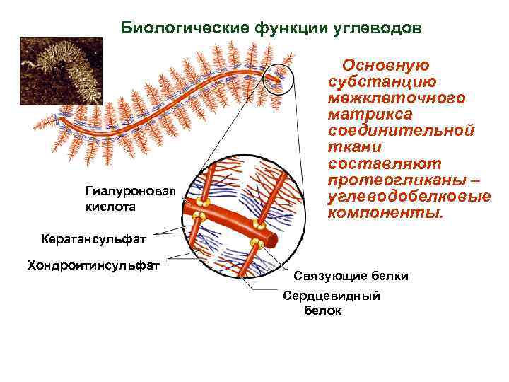 Биологические функции углеводов Гиалуроновая кислота Основную субстанцию межклеточного матрикса соединительной ткани составляют протеогликаны –