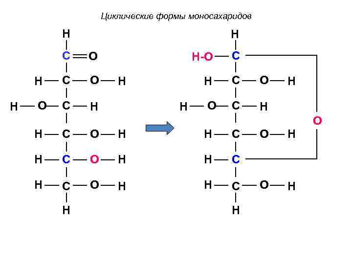 Циклические формы моносахаридов H H C O O C H-O H H H C