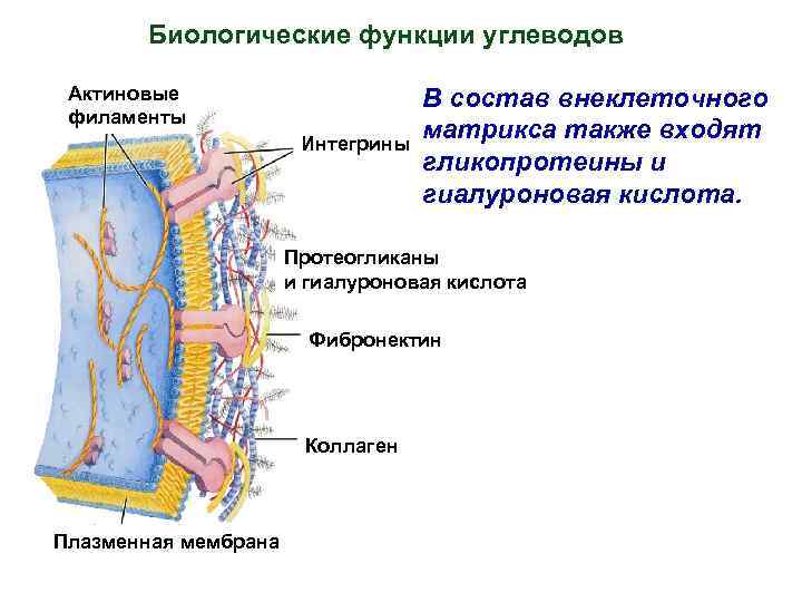 Биологические функции углеводов Актиновые филаменты Интегрины В состав внеклеточного матрикса также входят гликопротеины и