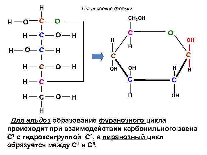 H Циклические формы O C O O C H H C O H C