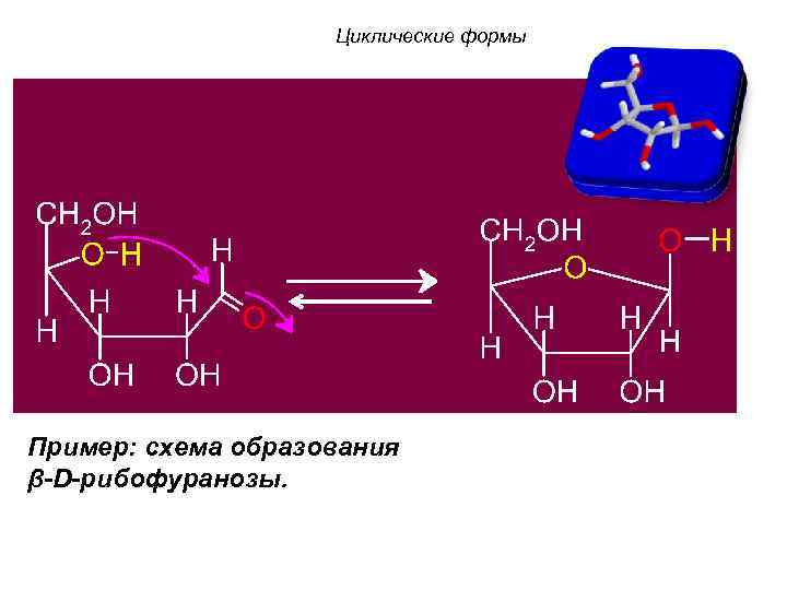 Циклические формы Пример: схема образования β-D-рибофуранозы. 
