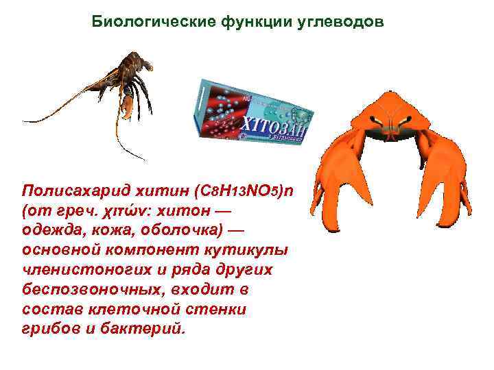 Биологические функции углеводов Полисахарид хитин (C 8 H 13 NO 5)n (от греч. χιτών:
