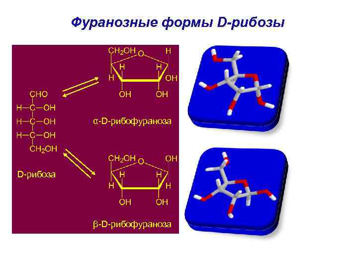 Фуранозные формы D-рибозы α-D-рибофураноза D-рибоза β-D-рибофураноза 