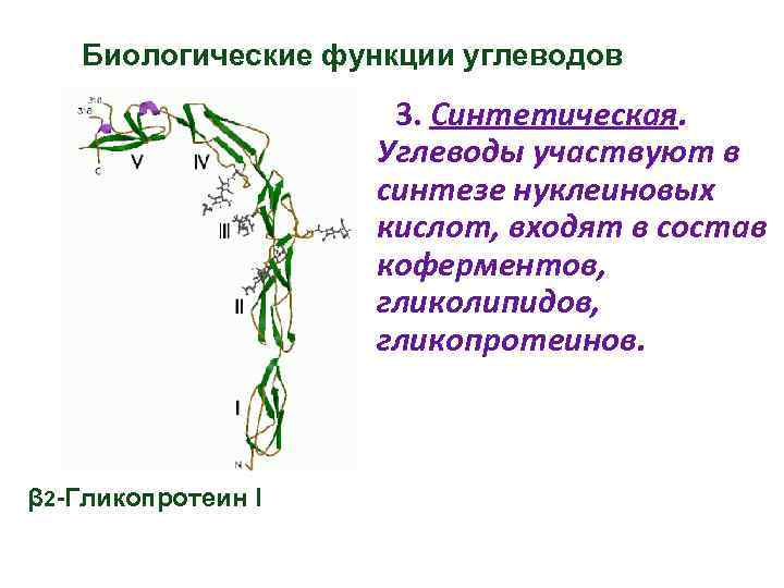 Биологические функции углеводов 3. Синтетическая. Углеводы участвуют в синтезе нуклеиновых кислот, входят в состав