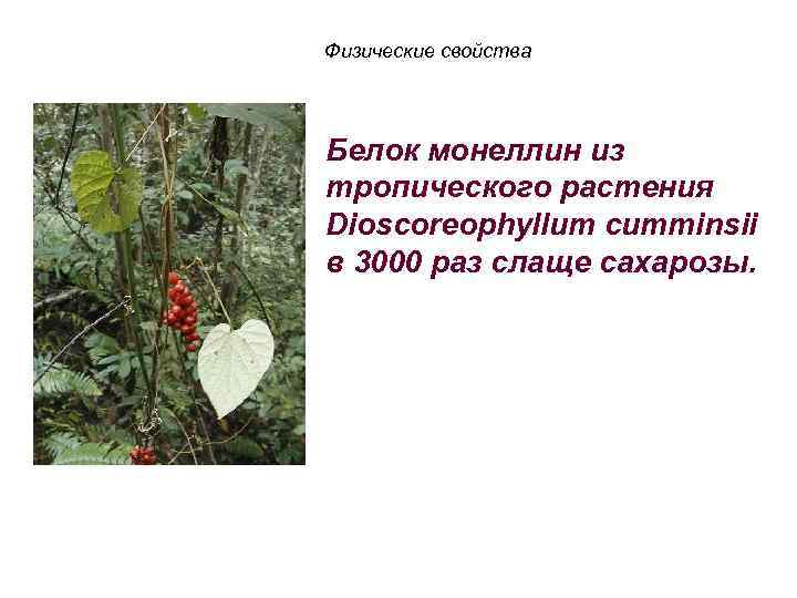 Физические свойства Белок монеллин из тропического растения Dioscoreophyllum cumminsii в 3000 раз слаще сахарозы.