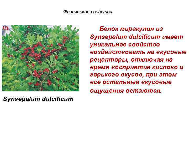 Физические свойства Белок миракулин из Synsepalum dulcificum имеет уникальное свойство воздействовать на вкусовые рецепторы,