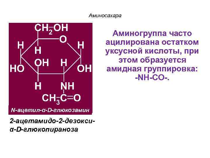Аминосахара Аминогруппа часто ацилирована остатком уксусной кислоты, при этом образуется амидная группировка: -NH-CO-. N-ацетил-α-D-глюкозамин