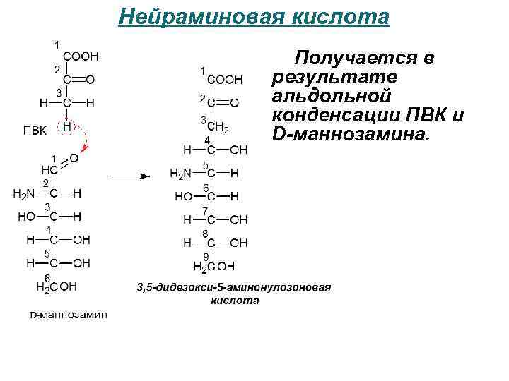 Нейраминовая кислота Получается в результате альдольной конденсации ПВК и D-маннозамина. 