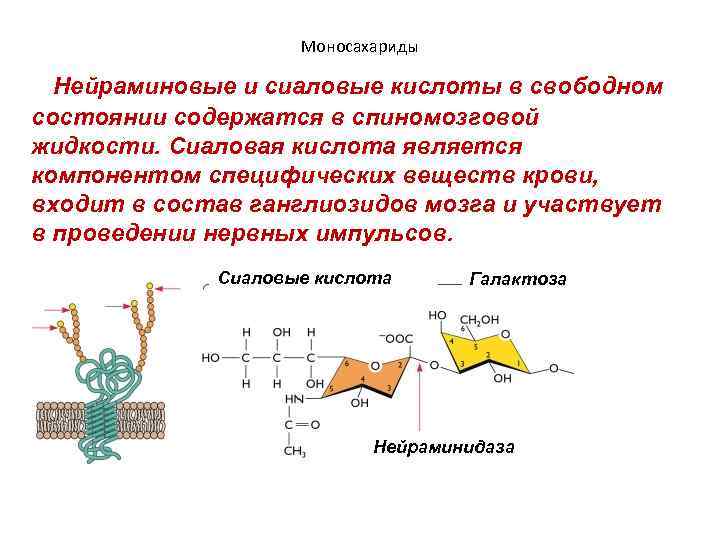 Моносахариды Нейраминовые и сиаловые кислоты в свободном состоянии содержатся в спиномозговой жидкости. Сиаловая кислота