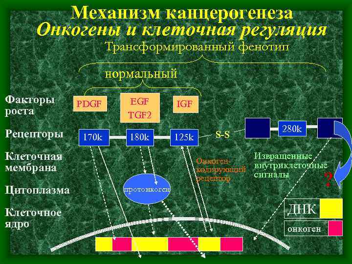 Механизм канцерогенеза Онкогены и клеточная регуляция Трансформированный фенотип нормальный Факторы роста Рецепторы PDGF 170