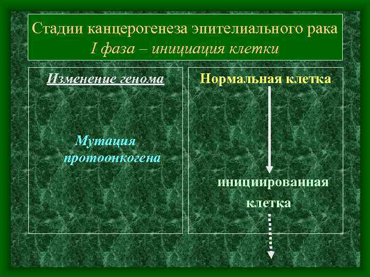 Стадии канцерогенеза эпителиального рака I фаза – инициация клетки Изменение генома Нормальная клетка Мутация