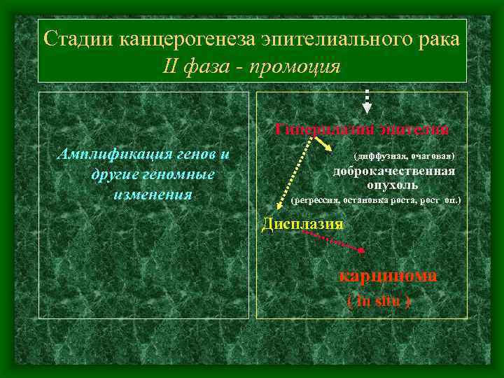Стадии канцерогенеза эпителиального рака II фаза - промоция Гиперплазия эпителия Амплификация генов и другие