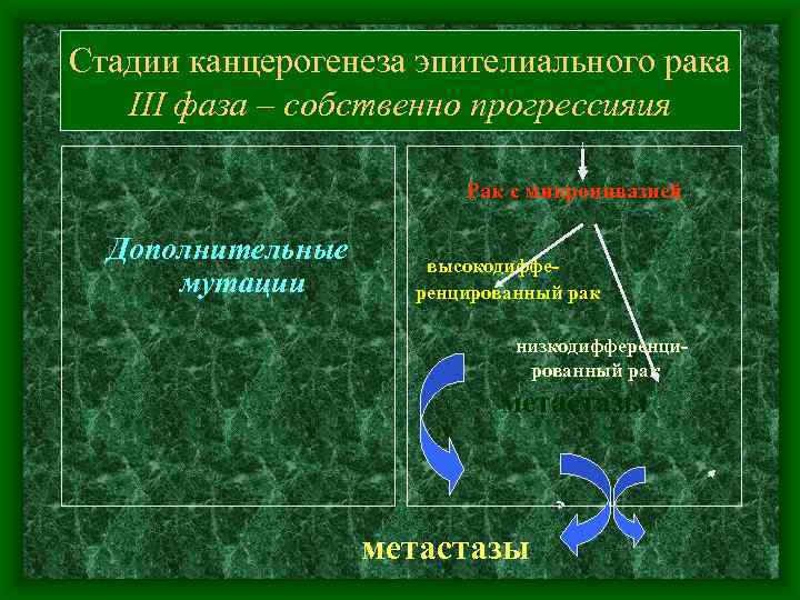 Стадии канцерогенеза эпителиального рака III фаза – собственно прогрессияия Рак с микроинвазией Дополнительные мутации