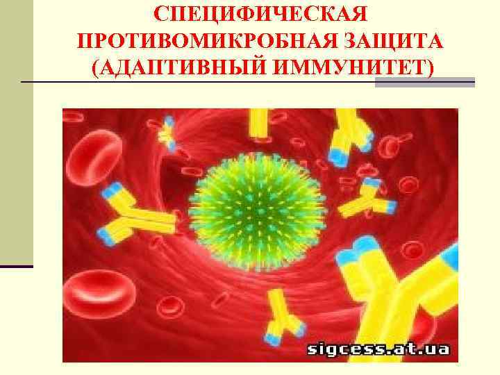 СПЕЦИФИЧЕСКАЯ ПРОТИВОМИКРОБНАЯ ЗАЩИТА (АДАПТИВНЫЙ ИММУНИТЕТ) 