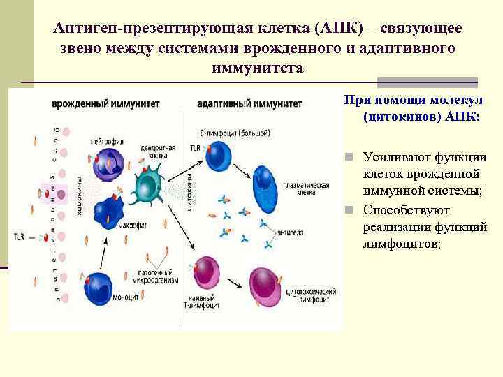 Антиген-презентирующая клетка (АПК) – связующее звено между системами врожденного и адаптивного иммунитета При помощи