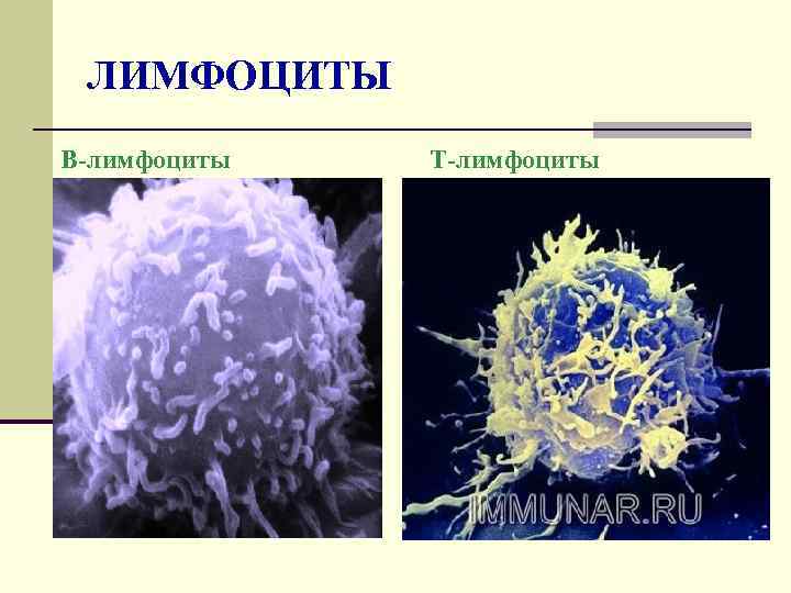 ЛИМФОЦИТЫ В-лимфоциты Т-лимфоциты 