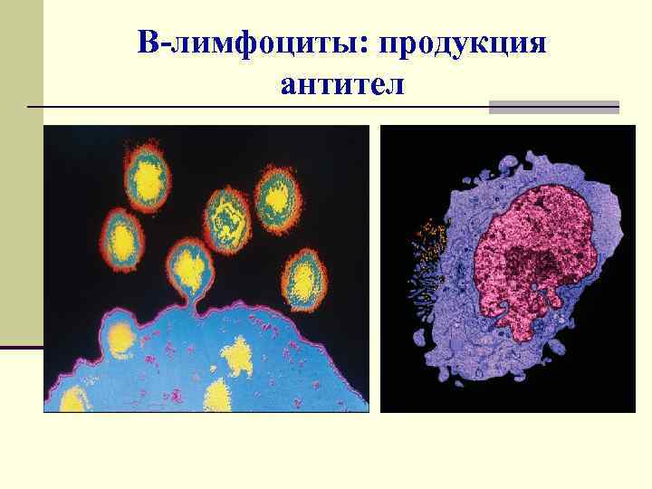 В-лимфоциты: продукция антител 