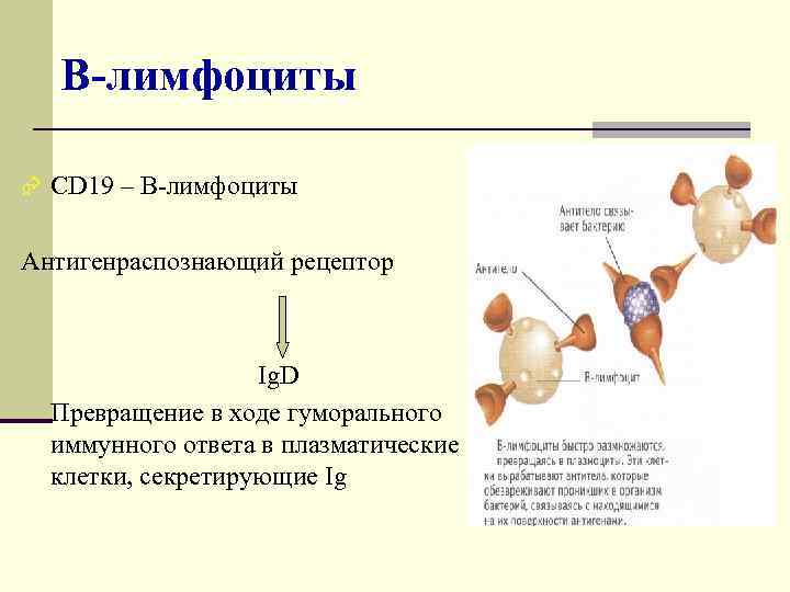 В-лимфоциты Æ CD 19 – В-лимфоциты Антигенраспознающий рецептор Ig. D Превращение в ходе гуморального