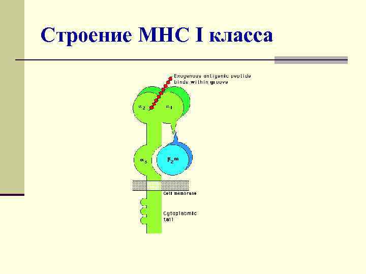 Строение МНС I класса 