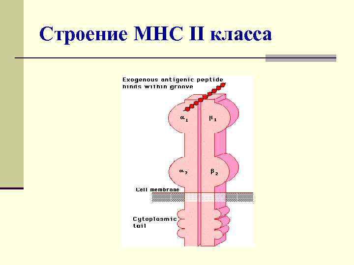 Строение МНС II класса 