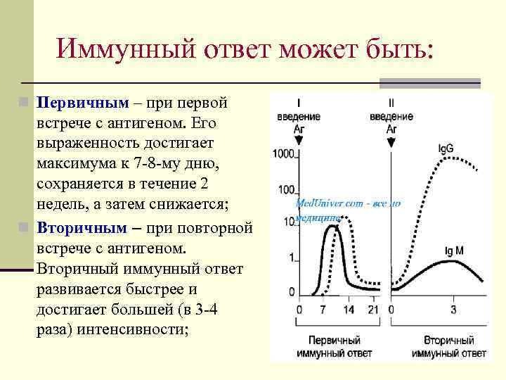 Иммунный ответ может быть: n Первичным – при первой встрече с антигеном. Его выраженность