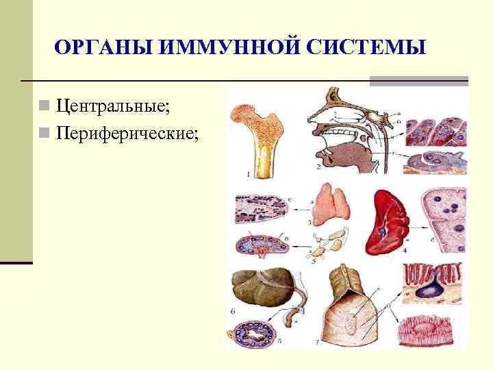 Органы иммунной системы