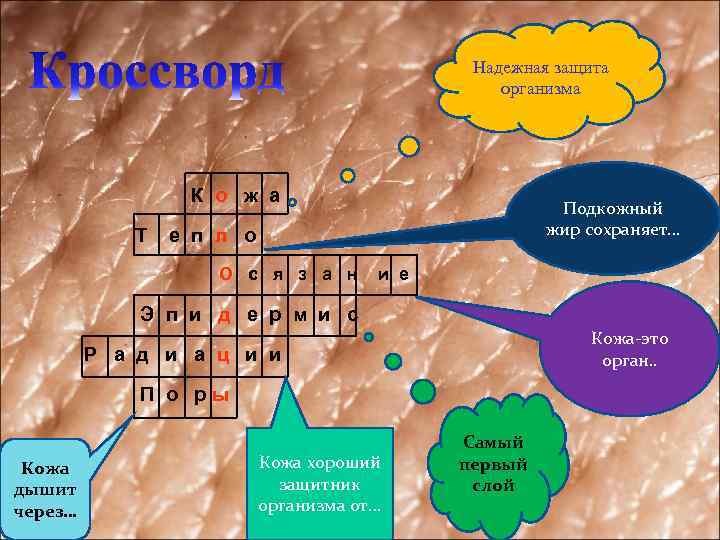 Надежная защита организма К о ж а Т Подкожный жир сохраняет… е п л