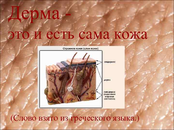Дерма это и есть сама кожа (Слово взято из греческого языка. ) 