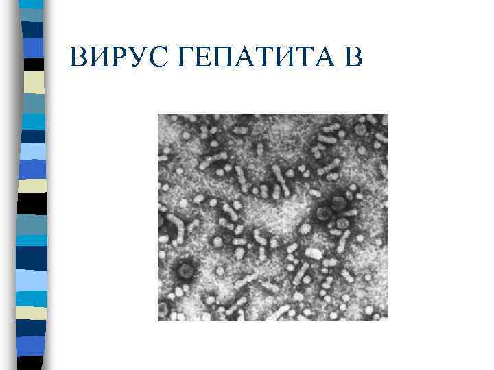 ВИРУС ГЕПАТИТА В 