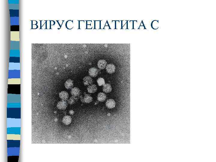 ВИРУС ГЕПАТИТА С 