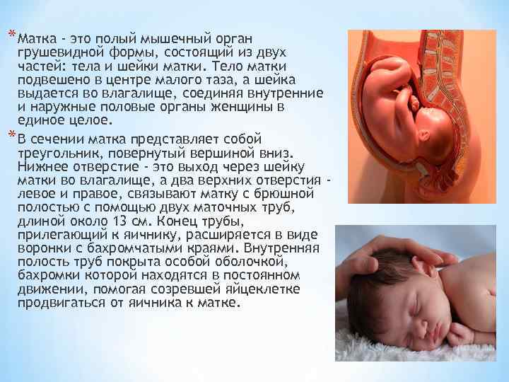 * Матка - это полый мышечный орган грушевидной формы, состоящий из двух частей: тела