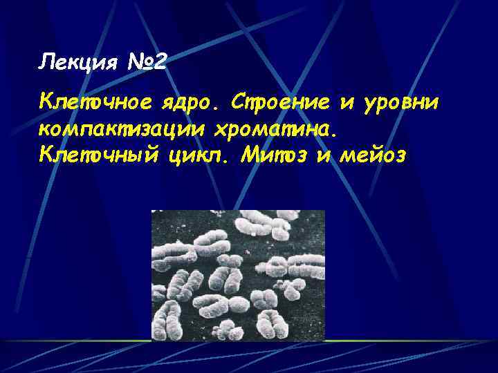 Лекция № 2 Клеточное ядро. Строение и уровни компактизации хроматина. Клеточный цикл. Митоз и