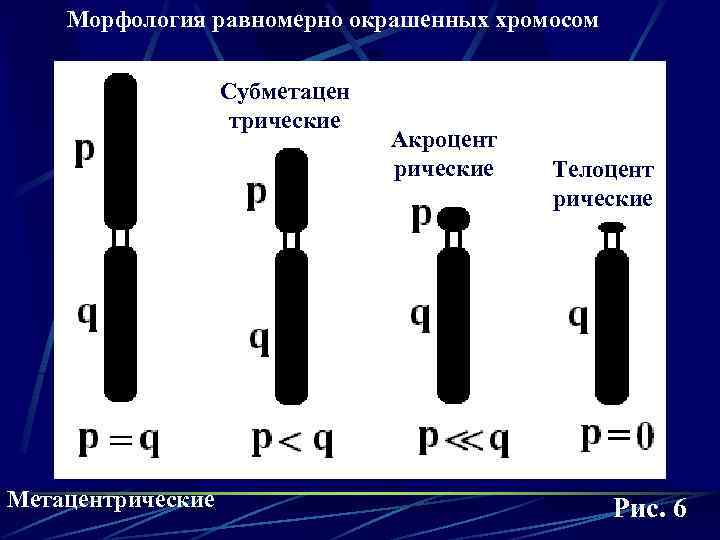 Морфология равномерно окрашенных хромосом Субметацен трические Метацентрические Акроцент рические Телоцент рические Рис. 6 