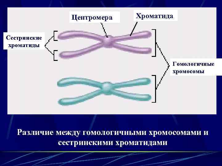 Центромера Хроматида Сестринские хроматиды Гомологичные хромосомы Различие между гомологичными хромосомами и сестринскими хроматидами 