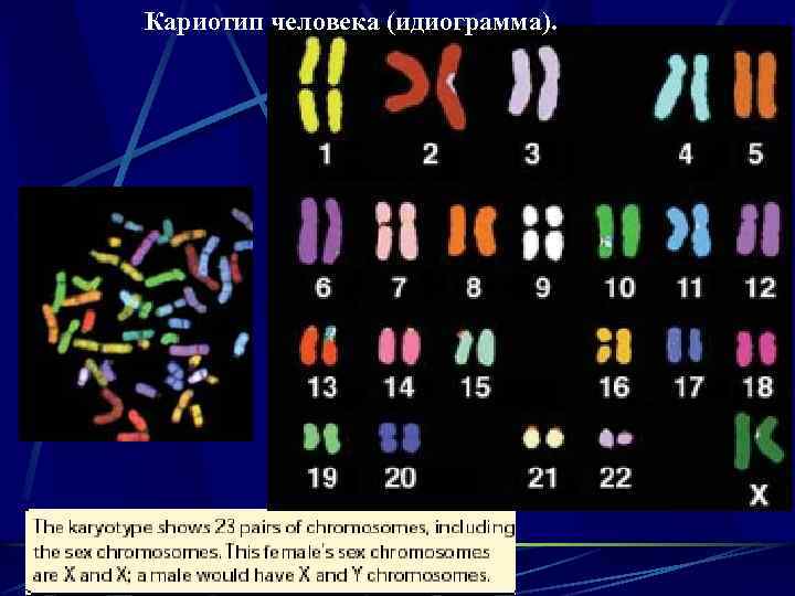 Кариотип человека (идиограмма). 