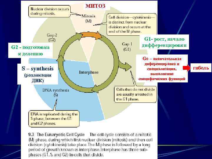 МИТОЗ G 2 - подготовка к делению S – synthesis (репликация ДНК) G 1