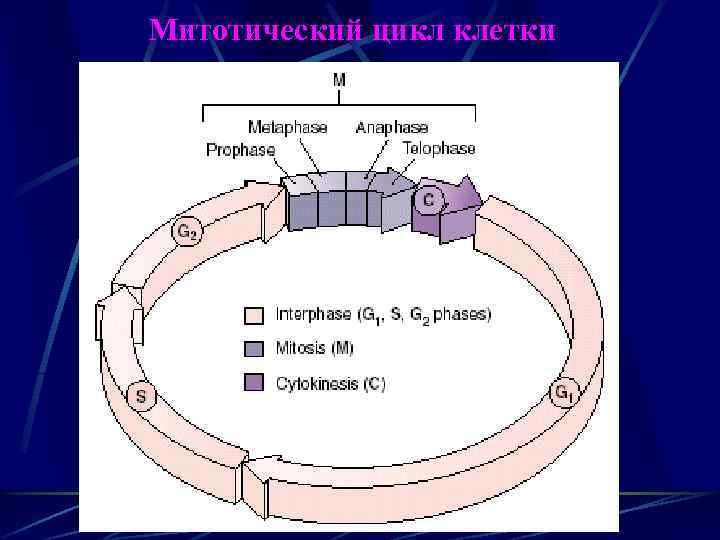 Митотический цикл клетки 