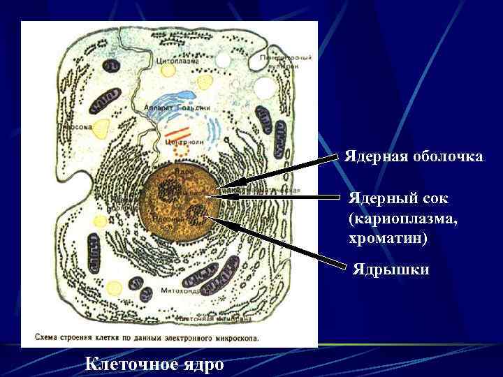 Ядерная оболочка Ядерный сок (кариоплазма, хроматин) Ядрышки Клеточное ядро 