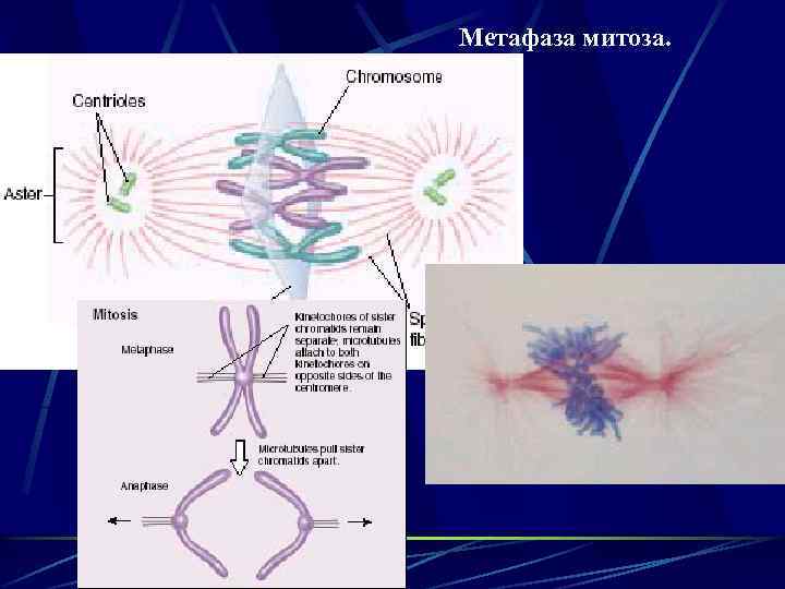 Метафаза митоза. 