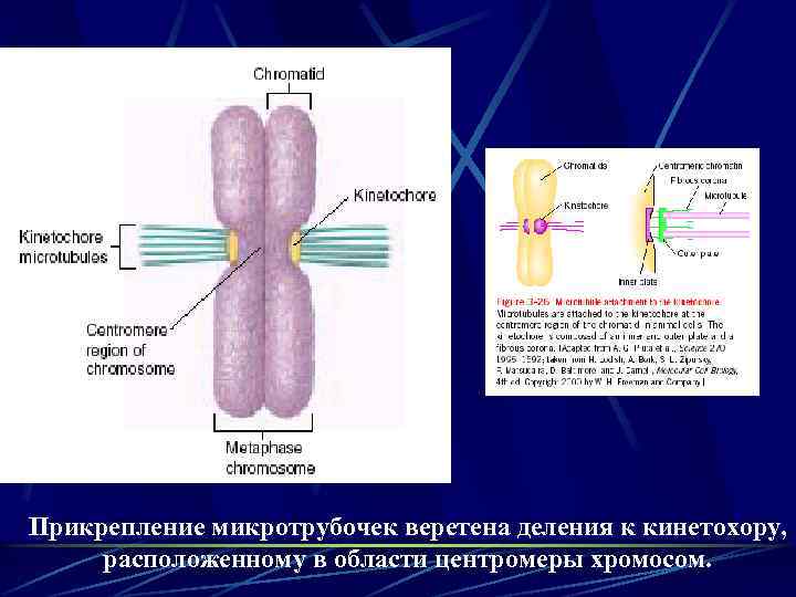 Прикрепление микротрубочек веретена деления к кинетохору, расположенному в области центромеры хромосом. 