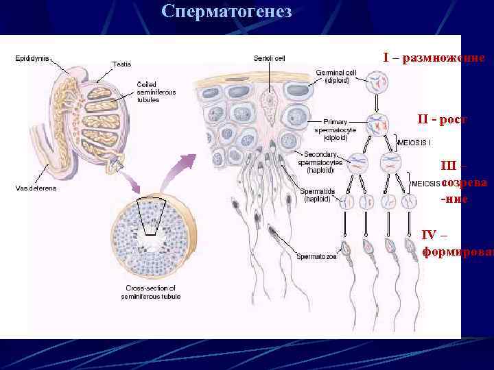Сперматогенез I – размножение II - рост III – созрева -ние IV – формирован
