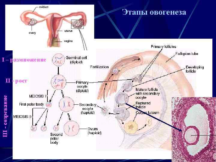 Этапы овогенеза I – размножение III - созревание II - рост 