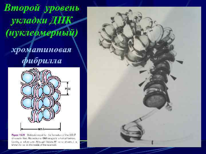 Второй уровень укладки ДНК (нуклеомерный) хроматиновая фибрилла 