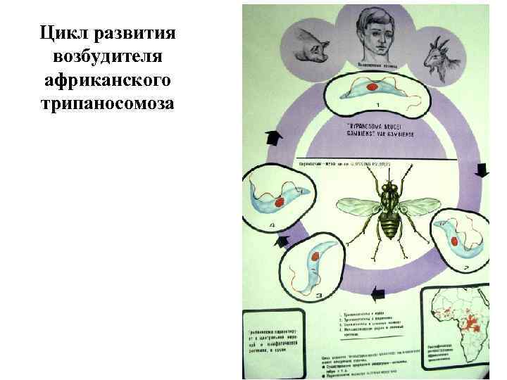 Цикл развития возбудителя африканского трипаносомоза 