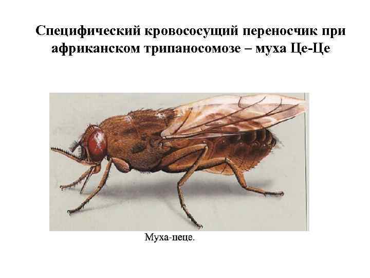 Специфический кровососущий переносчик при африканском трипаносомозе – муха Це-Це 
